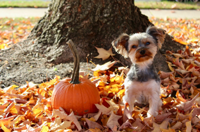 Kaitlin Toudouze's Dogs, Vinny and Mia
